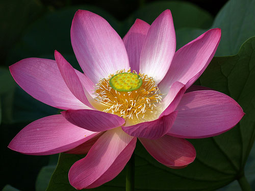 buddhist-symbol-pink-lotus-flower