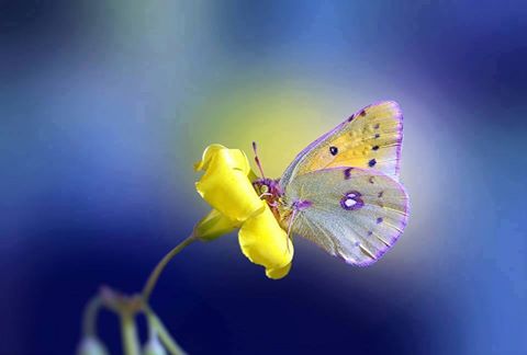 13606858_1770013126550931_6740178100219508110_n