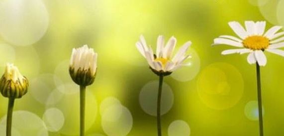 Slikovni rezultat za hooponopono